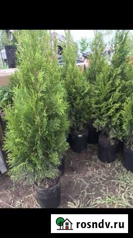 Туя Кардымово - изображение 1