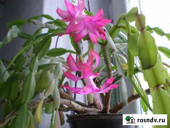 Комнатные цветы-растущие. цветущие Омск - изображение 1