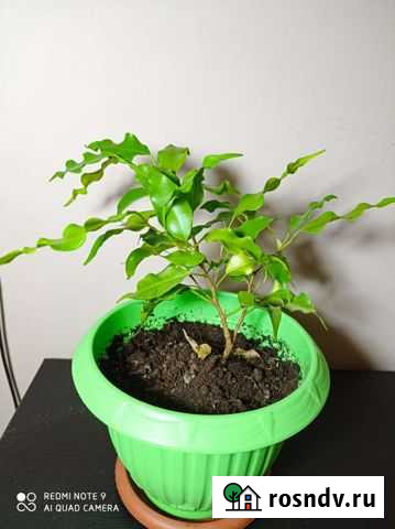 Фикус Хабаровск - изображение 1