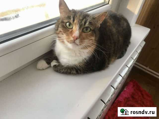 Кошка в дар Владимир - изображение 1