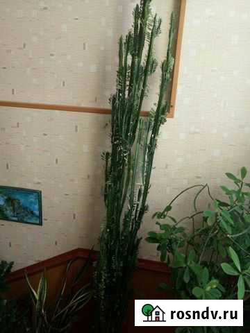 Кактус молочай Тульский - изображение 1