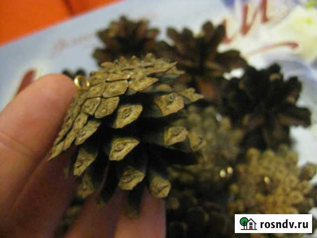 Шишка сосновая Санкт-Петербург - изображение 1