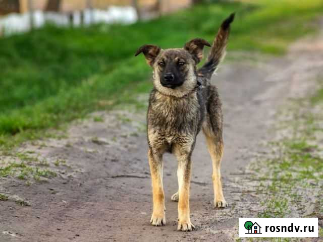 Мышка Курск - изображение 1