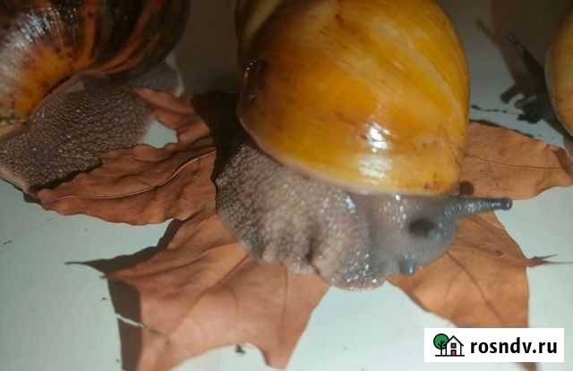 Улитки архахатины Москва - изображение 1