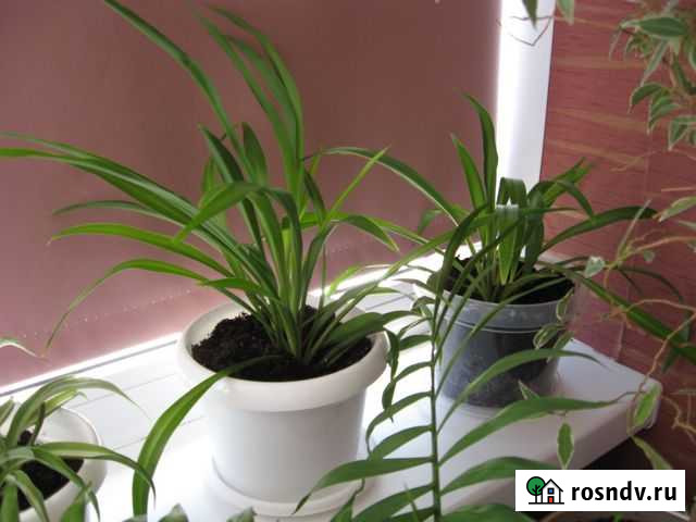 Хлорофитумы, фикус, педилантус, антуриум, колеусы Йошкар-Ола - изображение 1