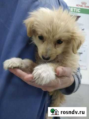 Маленькая пуговка ищет дом Ростов-на-Дону - изображение 1