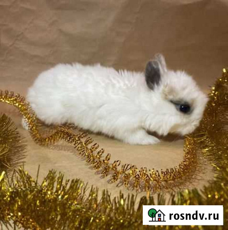 Кролик карликовый цветной торчеухий Пушкино - изображение 1