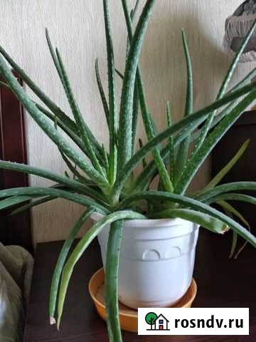 Алоэ Донское - изображение 1