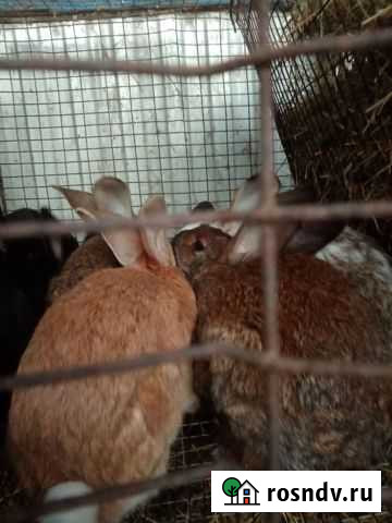 Кролики Хохол - изображение 1