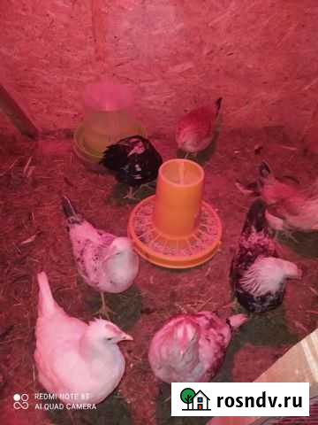 Куры молодки несушки Сычевка - изображение 1
