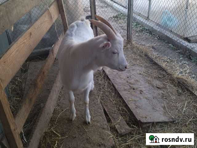 Козлик на мясо Краснодар - изображение 1