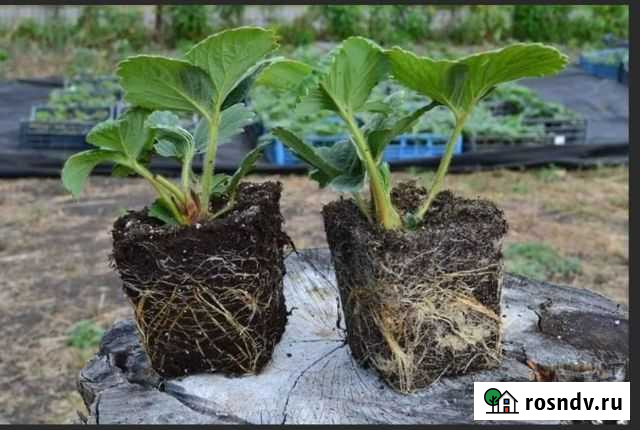 Земклуника Купчиха (зкс) и окс Павловская - изображение 1