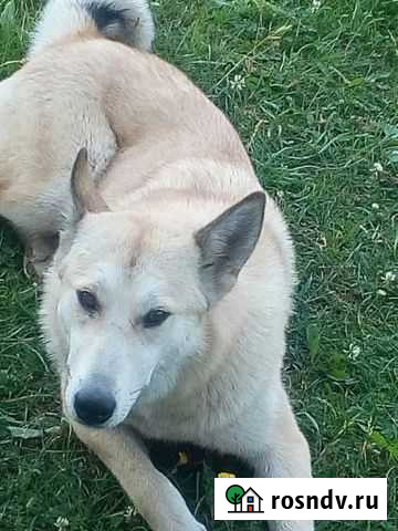 Беляночка-собачка в самые добрые ручки Омутнинск - изображение 1