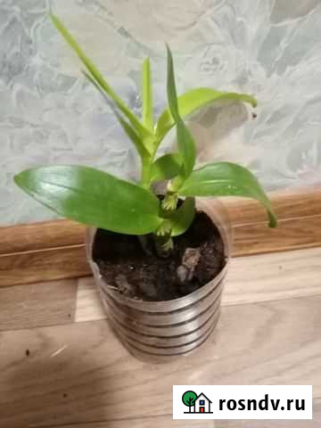 Дендробиум Тверь - изображение 1