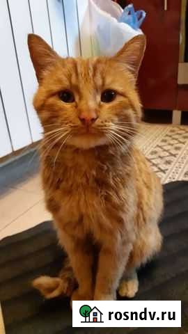 Кот в добрые руки Ульяновск - изображение 1