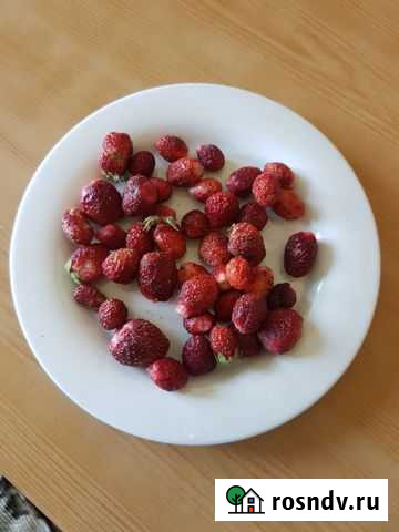 Кустики лесной клубники(очень ароматные и сладкие) Тольятти - изображение 1
