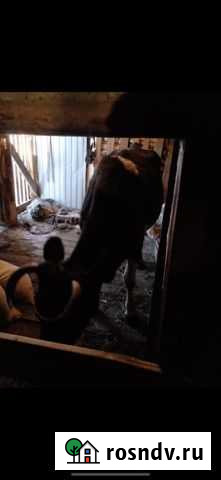 Корова на мясо Нижний Тагил - изображение 1