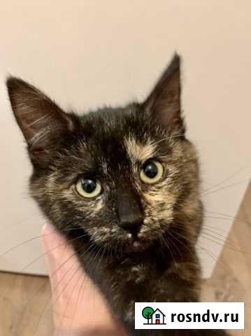 Кошка Балашиха - изображение 1