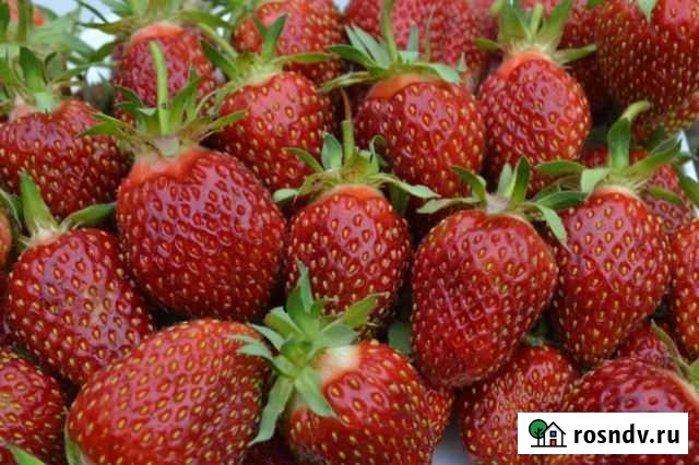 Саженцы клубники Кашира - изображение 1