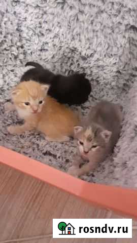 Кошка в дар Красноуфимск - изображение 1