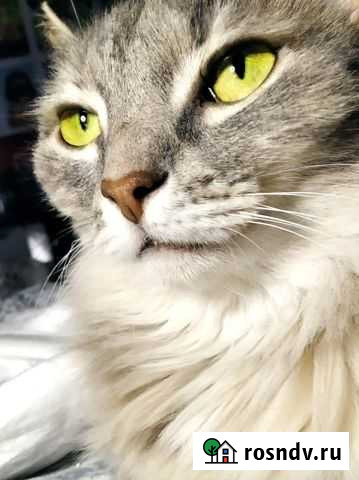 Лина, 5 лет Одинцово - изображение 1