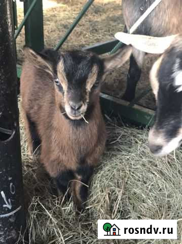 Коза камерунская(чешская) Томаровка - изображение 1