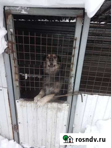 Кавказская овчарка Ленинск-Кузнецкий - изображение 1