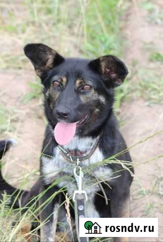 Щенок для квартиры Казань - изображение 1