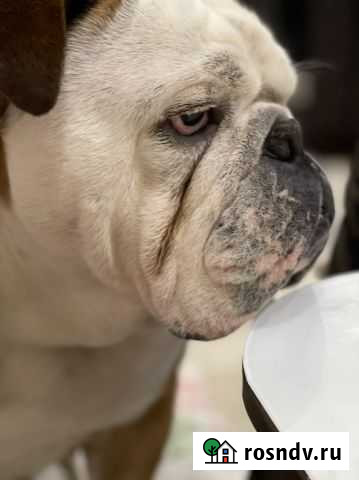 Английский бульдог Хадыженск - изображение 1