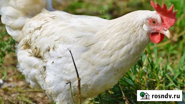 Продам куриц несушек или обменяю Ангарск - изображение 1