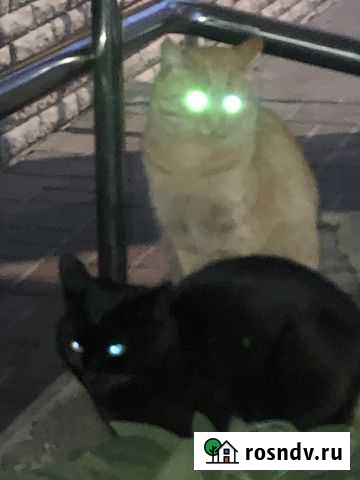 Кошки в добрые руки бесплатно Нижний Новгород - изображение 1