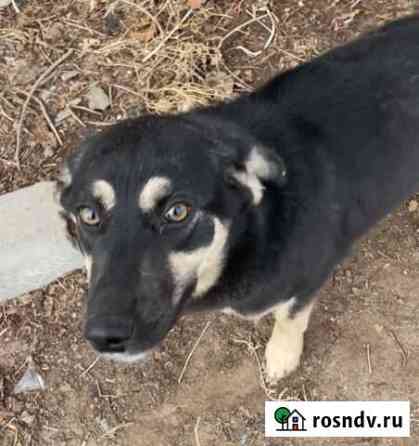 Стерилизованные собачки Астрахань