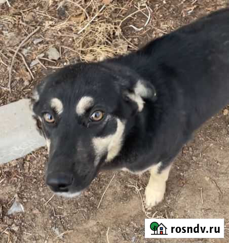 Стерилизованные собачки Астрахань - изображение 1