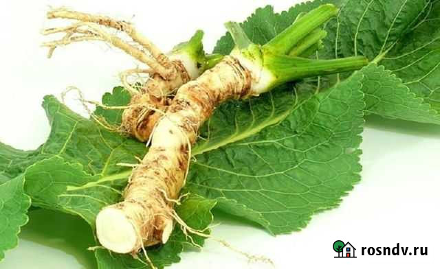 Корень хрена. Жгучий. Рассада. кфх Камызяк - изображение 1