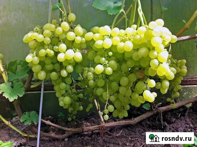 Саженцы винограда Омск - изображение 1