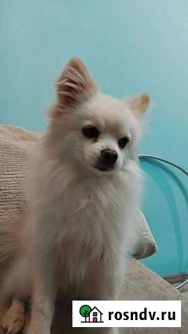 Собаки Новосибирск - изображение 1