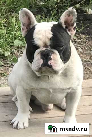 Французский бульдог, вязка Новосибирск - изображение 1