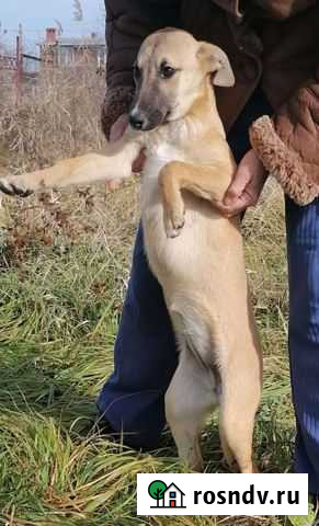 Щенки Усть-Лабинск - изображение 1