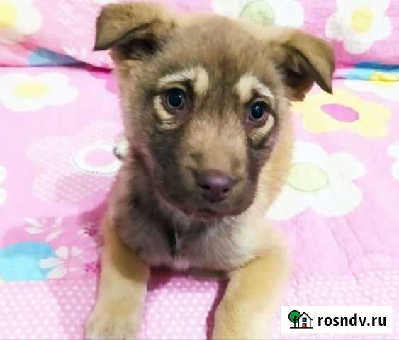 Собака в добрые руки щенок Волгоград - изображение 1