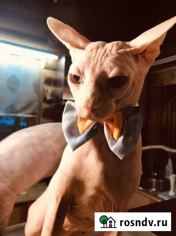 Канадский сфинкс вязка Хотьково - изображение 1