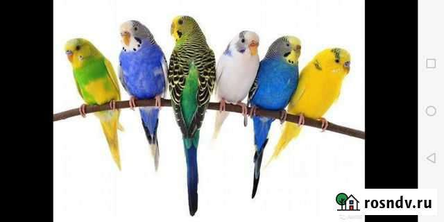 Попугай Киров - изображение 1