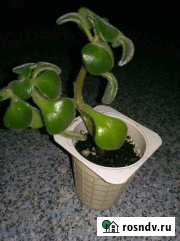 Комнатные растения Рязань - изображение 1