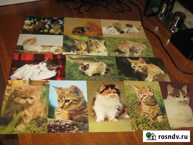 Открытки гдр 1980-х Кошки СССР Казань - изображение 1