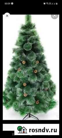 Сосна новогодняя Брянск - изображение 1