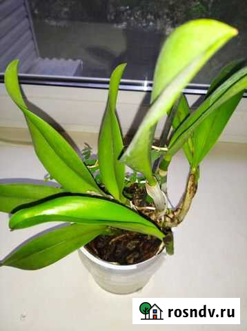 Орхидея каттлея Астрахань - изображение 1