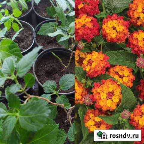 Лантана Муром