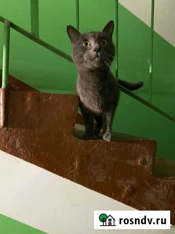 Кошка в дар Петропавловск-Камчатский - изображение 1