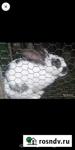 Клетка для кролика Камызяк - изображение 1