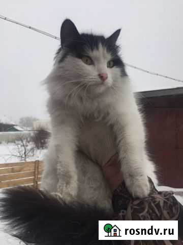 Кошка-мышеловка Гурьевск - изображение 1