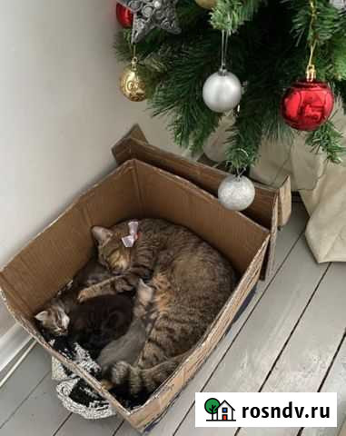 Котята Подольск - изображение 1